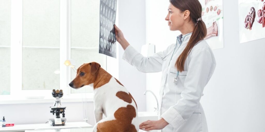 besten tierärzte in Berlin