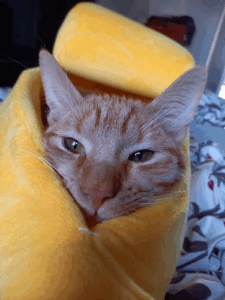 Catsitting.berlin