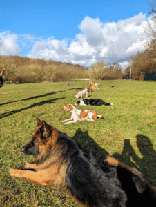 Hunde Sportplatz - An der Wuhle