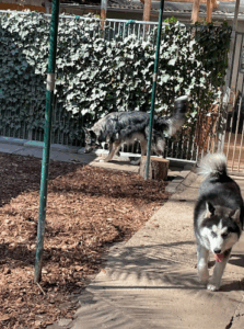 Hundepension Liane Kramer