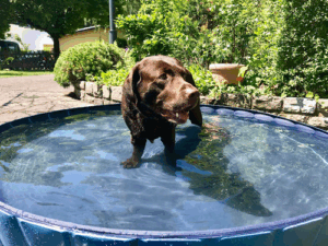 Hundepension und Hundetraining - Gerlach Coaching