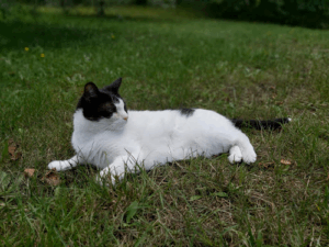 Katzenpension Altglienicke