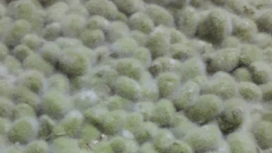 Mimi Ferments