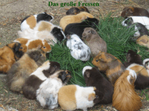 Silvies Kleintierbetreuung