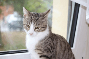 Tierarztpraxis Dr. K. Schalla und Katzenpension